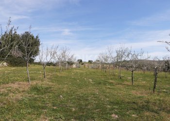 Foto 8 - Terreno agricolo c.da castelluccio, Noto - foto 8
