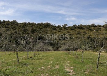 Foto 12 - Terreno agricolo c.da castelluccio, Noto - foto 12