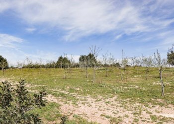 Foto 18 - Terreno agricolo c.da castelluccio, Noto - foto 18