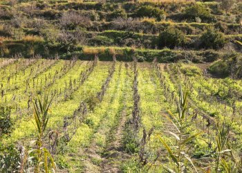 Foto 6 - Terreno agricolo C.da Bochini
 
s.n.c, Avola - foto 6