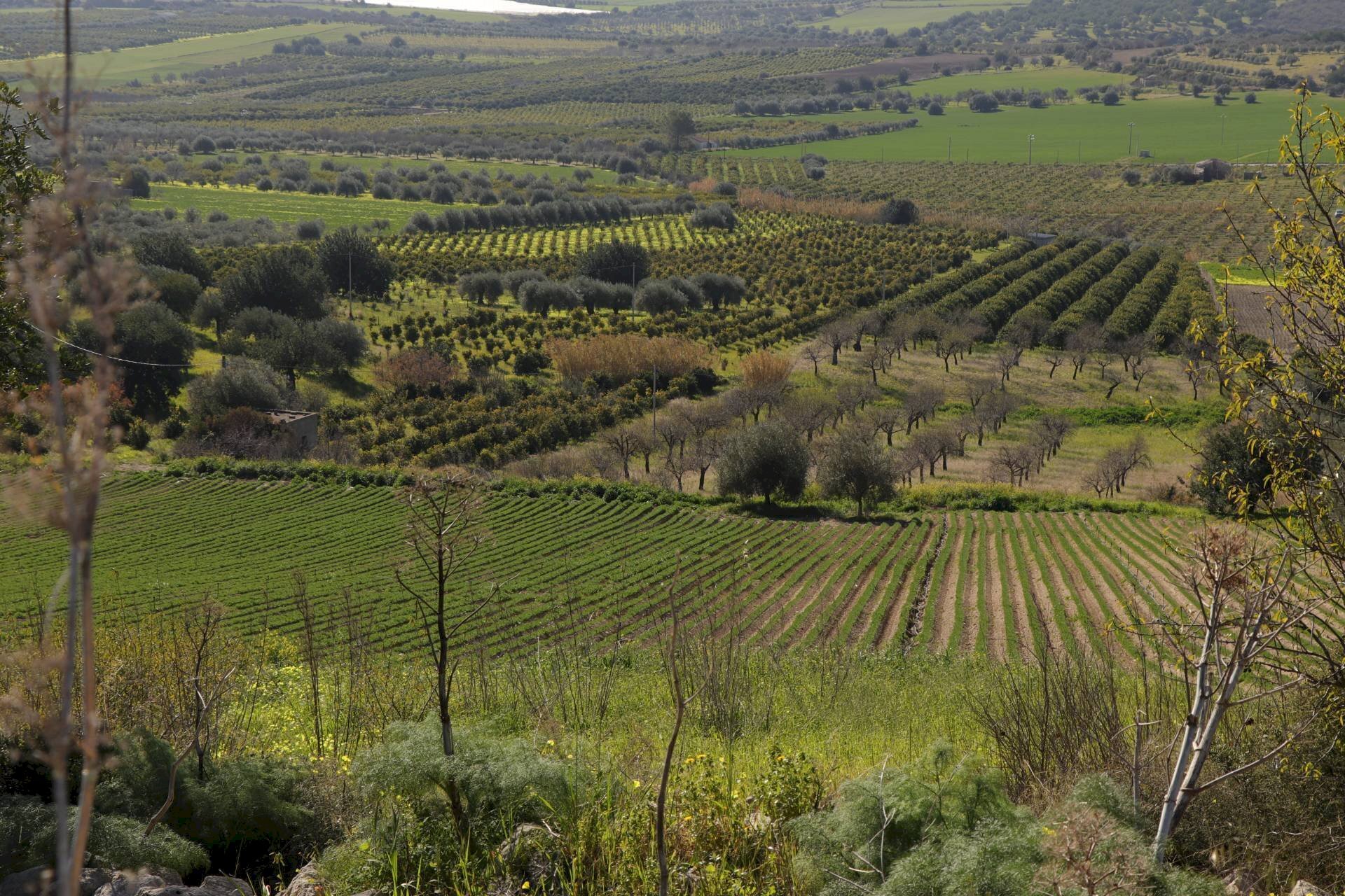 Foto 2 - Agricultural land Noto - photo 2