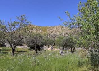 Foto 5 - Terreno agricolo C.da Carrubeto
 
1, Avola - foto 5