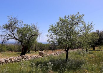 Foto 6 - Terreno agricolo C.da Carrubeto
 
1, Avola - foto 6