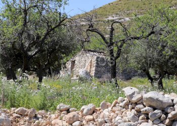 Foto 7 - Terreno agricolo C.da Carrubeto
 
1, Avola - foto 7