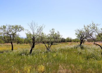 Foto 13 - Terreno agricolo C.da Carrubeto
 
1, Avola - foto 13