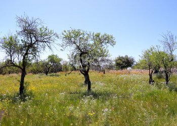 Foto 15 - Terreno agricolo C.da Carrubeto
 
1, Avola - foto 15