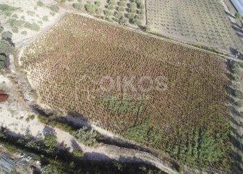 Foto 14 - Terreno agricolo c.da Bonivini
37, Noto - foto 14
