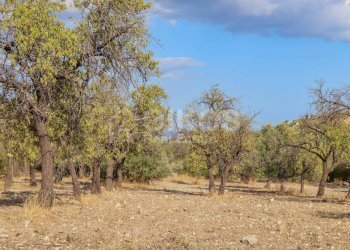 Foto 11 - Terreno agricolo C.da Bochini
 
s.n.c., Avola - foto 11