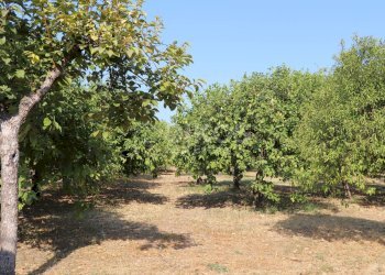 Foto 12 - Terreno agricolo C.da Madonna Marina
s.n.c., Noto - foto 12