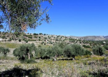 Foto 4 - Terreno agricolo C.da Bochini
 
snc, Avola - foto 4