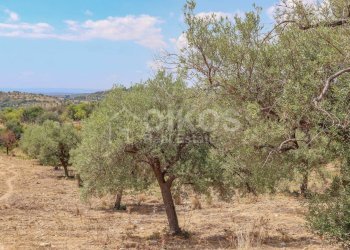 Foto 5 - Terreno agricolo C.da Bochini
 
1, Avola - foto 5