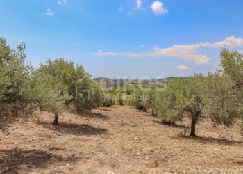 Foto 6 - Terreno agricolo C.da Bochini
 
1, Avola - foto 6