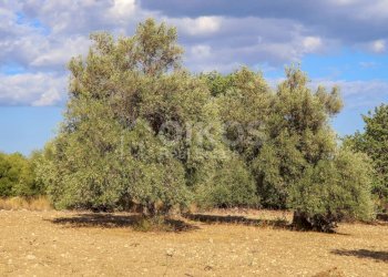 Foto 10 - Terreno agricolo C.da Bochini
 
1, Avola - foto 10