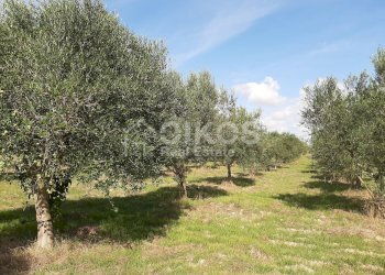 Foto 25 - Villa CONTRADA CUBA, Noto - foto 25