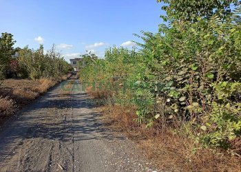 Foto 3 - Terreno agricolo via Recupe, Ottaviano - foto 3