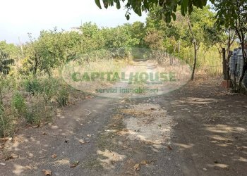 Foto 2 - Terreno agricolo Località Bosco, Somma Vesuviana - foto 2