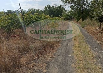 Foto 3 - Terreno agricolo Località Bosco, Somma Vesuviana - foto 3