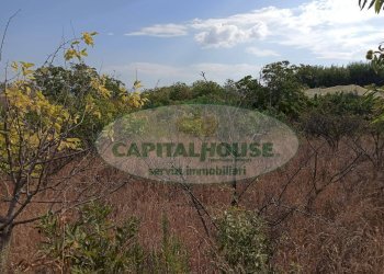 Foto 4 - Terreno agricolo Località Bosco, Somma Vesuviana - foto 4