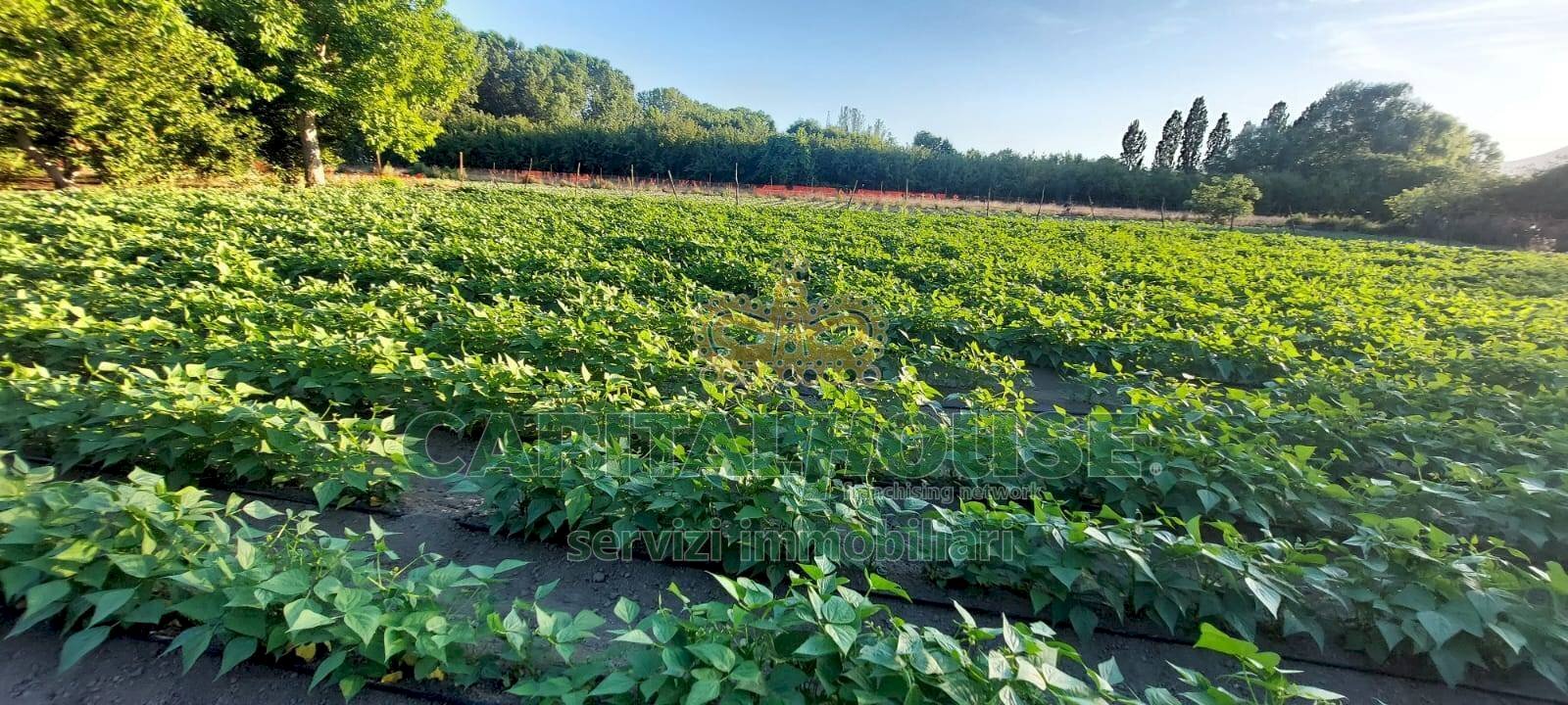 Foto 1 - Terreno agricolo VIA ROMA, Ottaviano - foto 1