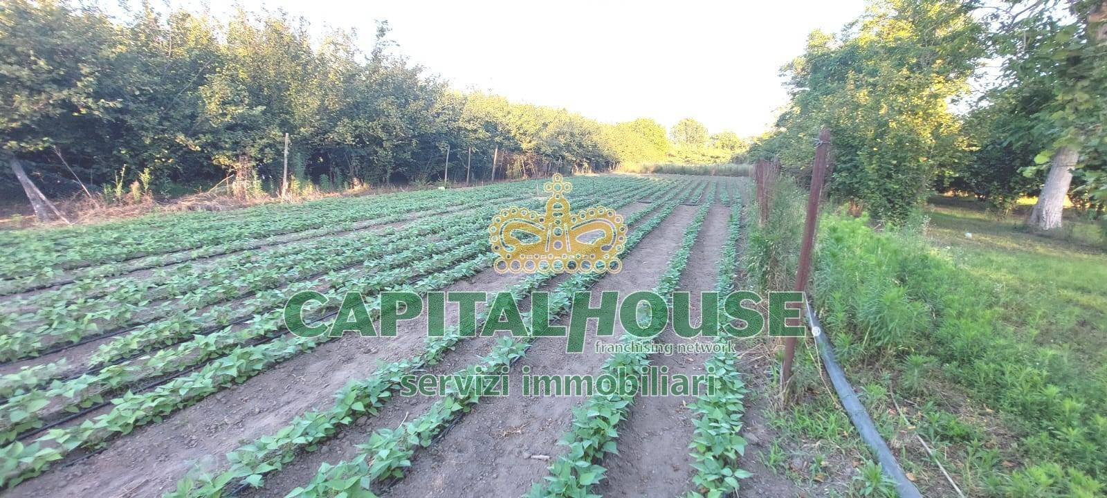 Foto 2 - Terreno agricolo VIA ROMA, Ottaviano - foto 2