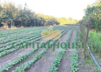 Foto 2 - Terreno agricolo VIA ROMA, Ottaviano - foto 2