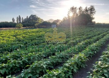 Foto 4 - Terreno agricolo VIA ROMA, Ottaviano - foto 4