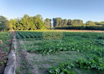 Foto 5 - Terreno agricolo VIA ROMA, Ottaviano - foto 5