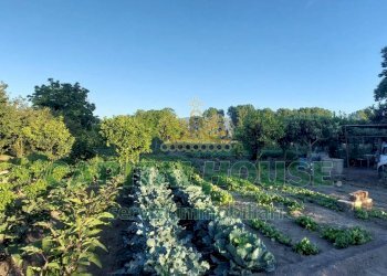 Foto 6 - Terreno agricolo VIA ROMA, Ottaviano - foto 6