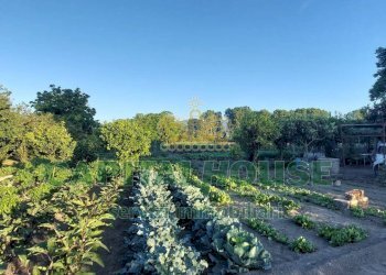 Foto 8 - Terreno agricolo VIA ROMA, Ottaviano - foto 8