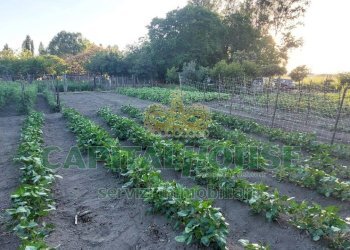 Foto 9 - Terreno agricolo VIA ROMA, Ottaviano - foto 9