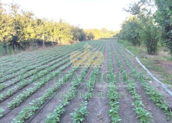 Foto 9 - Rustico via rivolta, Striano - foto 9