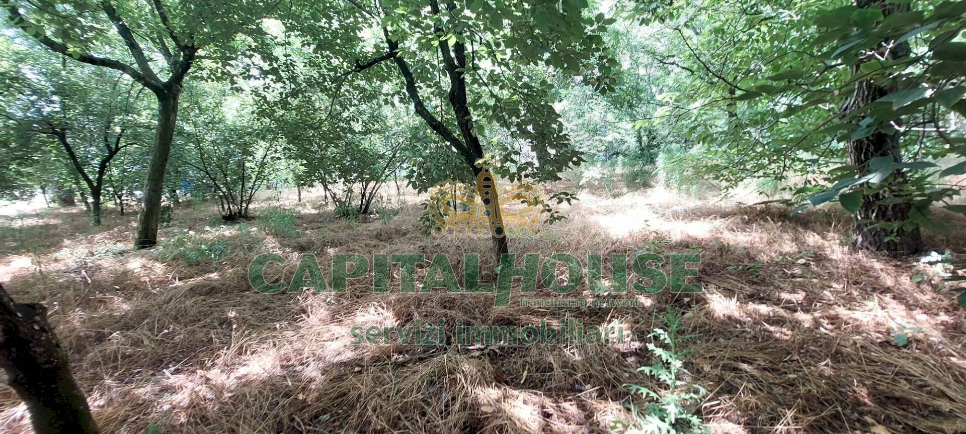 Foto 3 - Terreno agricolo via ciccarelli, San Gennaro Vesuviano - foto 3