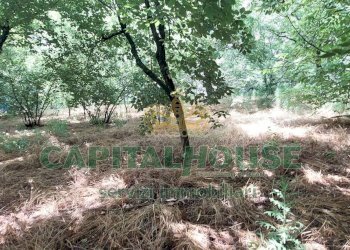 Foto 3 - Terreno agricolo via ciccarelli, San Gennaro Vesuviano - foto 3