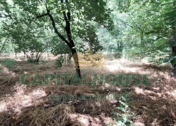 Foto 4 - Terreno agricolo via ciccarelli, San Gennaro Vesuviano - foto 4