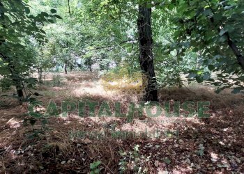 Foto 5 - Terreno agricolo via ciccarelli, San Gennaro Vesuviano - foto 5