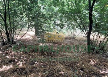 Foto 6 - Terreno agricolo via ciccarelli, San Gennaro Vesuviano - foto 6