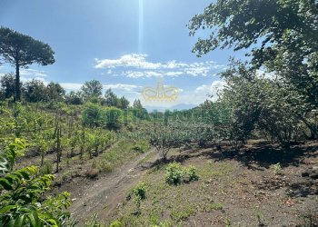 Foto 1 - Terreno agricolo via zabatta, Ottaviano - foto 1