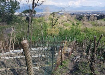 Foto 6 - Terreno agricolo via zabatta, Ottaviano - foto 6