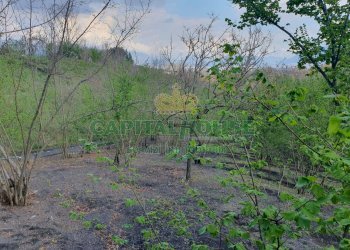 Foto 8 - Terreno agricolo via zabatta, Ottaviano - foto 8