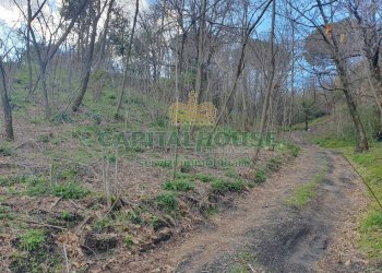 Foto 14 - Terreno agricolo via zabatta, Ottaviano - foto 14