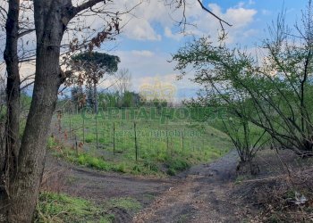 Foto 15 - Terreno agricolo via zabatta, Ottaviano - foto 15