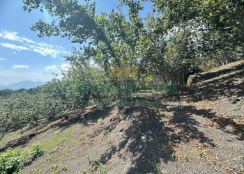 Foto 17 - Terreno agricolo via zabatta, Ottaviano - foto 17