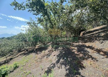 Foto 23 - Terreno agricolo via zabatta, Ottaviano - foto 23