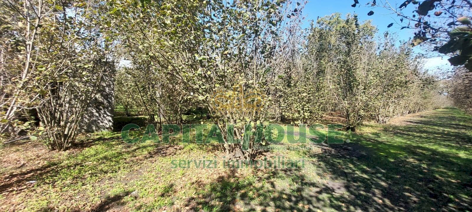 Foto 2 - Agricultural land contrada colonna, Poggiomarino - photo 2