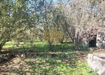 Foto 5 - Agricultural land contrada colonna, Poggiomarino - photo 5