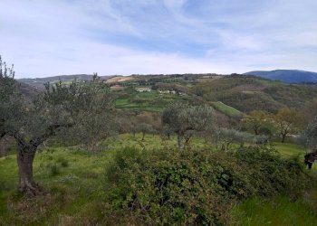 Foto 5 - Terreno agricolo Assisi - foto 5