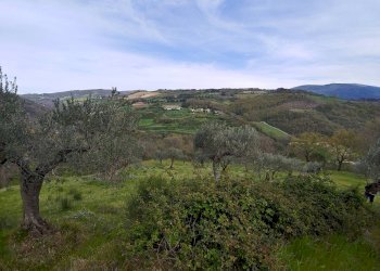 Foto 6 - Terreno agricolo Assisi - foto 6