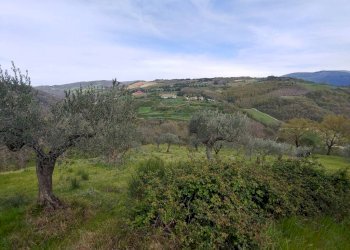 Foto 7 - Terreno agricolo Assisi - foto 7