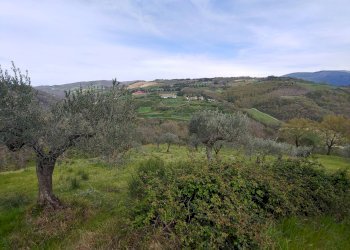 Foto 8 - Terreno agricolo Assisi - foto 8