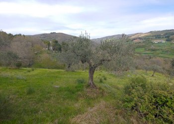 Foto 10 - Terreno agricolo Assisi - foto 10